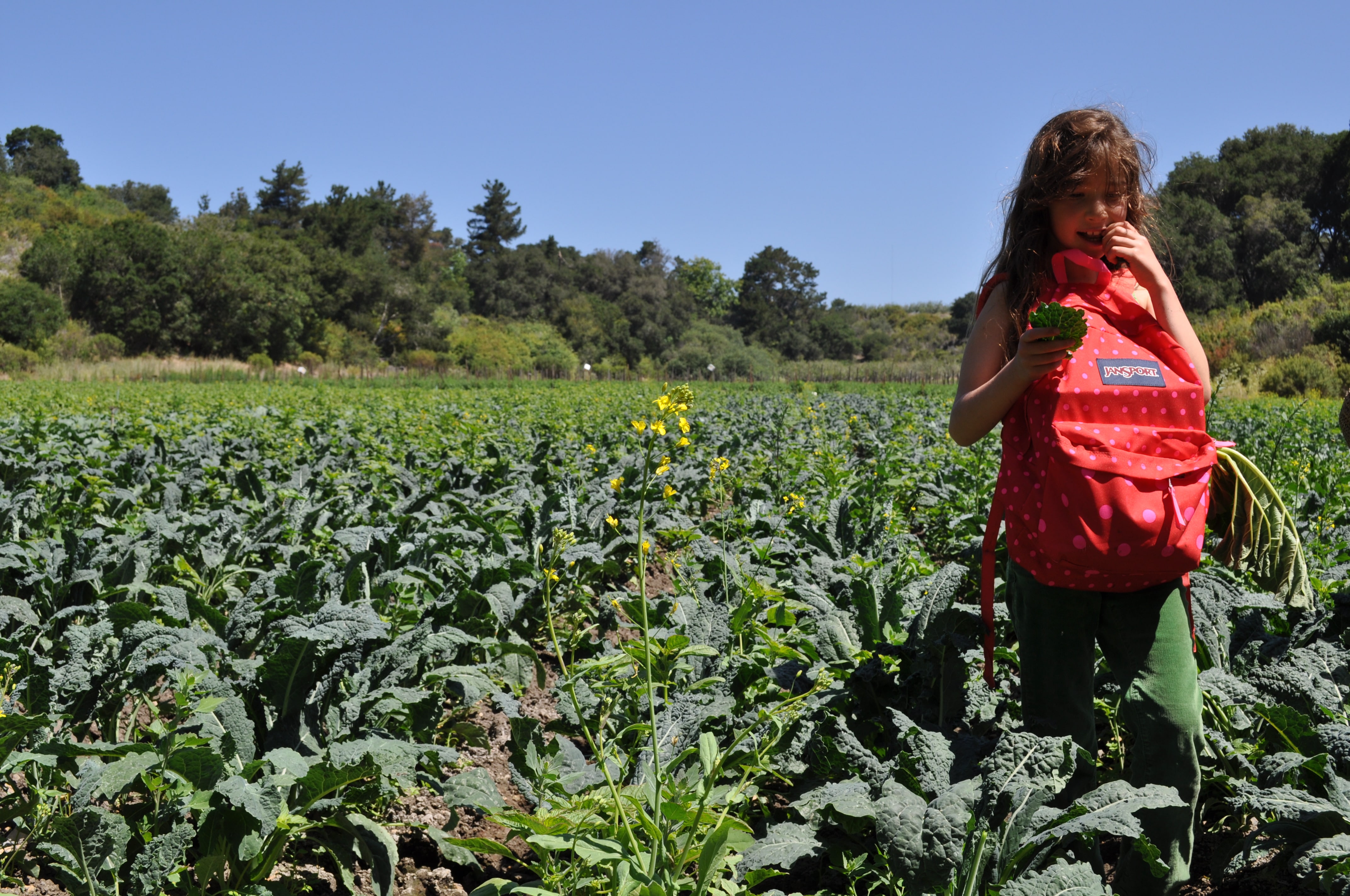 farm discovery regenerating health food farms nature food farms