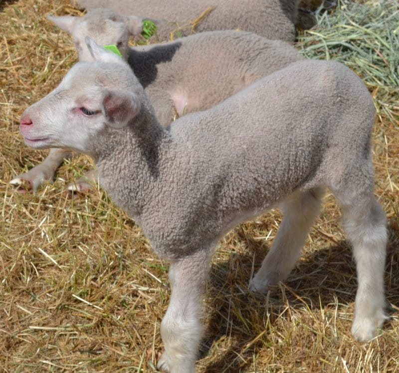 Sheep to Shawl Fair lambs
