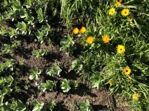 garden greens