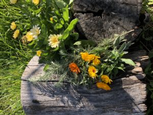 calendula