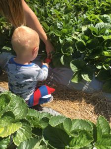 baby picks strawberries