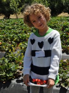 young girl with strawberries in sweater is a strawberry field