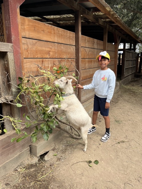 goat eats with camper